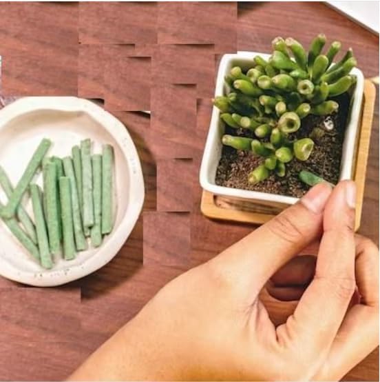 Plant Grow Fertilizer Sticks for Indoor & Outdoor Plants  (MV-161)